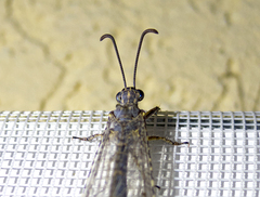 Distoleon tetragrammicus