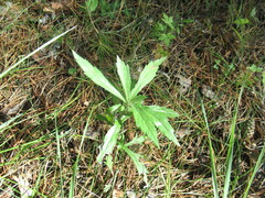 Artemisia integrifolia
