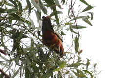 Platycercus elegans adelaidae