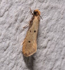 Tinea trinotella