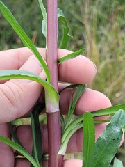 Symphyotrichum subulatum