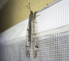 Distoleon tetragrammicus