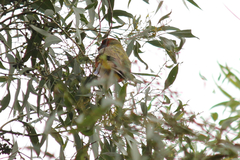 Platycercus elegans adelaidae