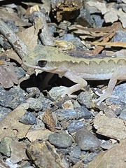 Diplodactylus vittatus