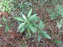 Artemisia integrifolia