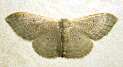 Idaea degeneraria