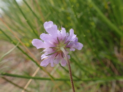 Scabiosa canescens