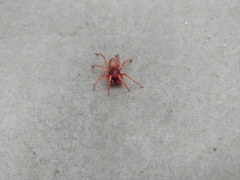 Dysdera crocata