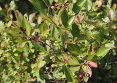 Aronia