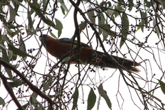 Platycercus elegans adelaidae