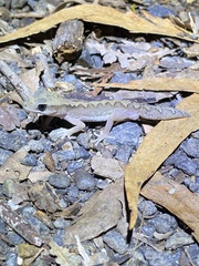 Diplodactylus vittatus