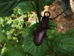 Priotyrannus mordax