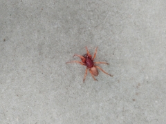 Dysdera crocata