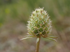 Scabiosa canescens