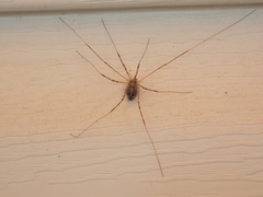 Opilio parietinus