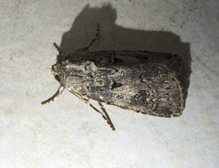 Agrotis bigramma