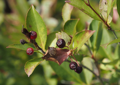 Aronia