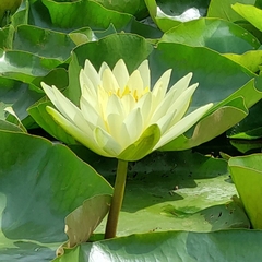 Nymphaea
