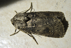 Agrotis bigramma