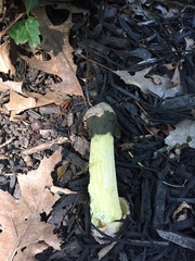Phallus ravenelii