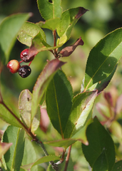 Aronia