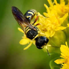 Ectemnius decemmaculatus