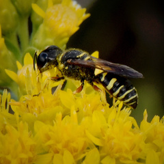 Ectemnius decemmaculatus