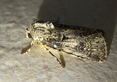 Agrotis bigramma