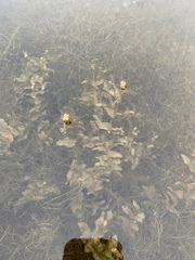 Potamogeton richardsonii