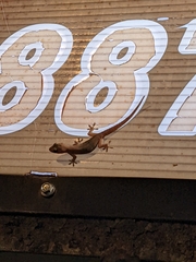 Hemidactylus bowringii