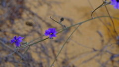 Dampiera oligophylla