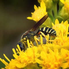 Ectemnius decemmaculatus