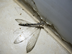 Distoleon tetragrammicus
