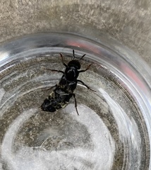 Creophilus maxillosus