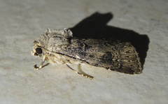 Agrotis bigramma