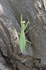 Hierodula transcaucasica