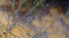 Dampiera oligophylla