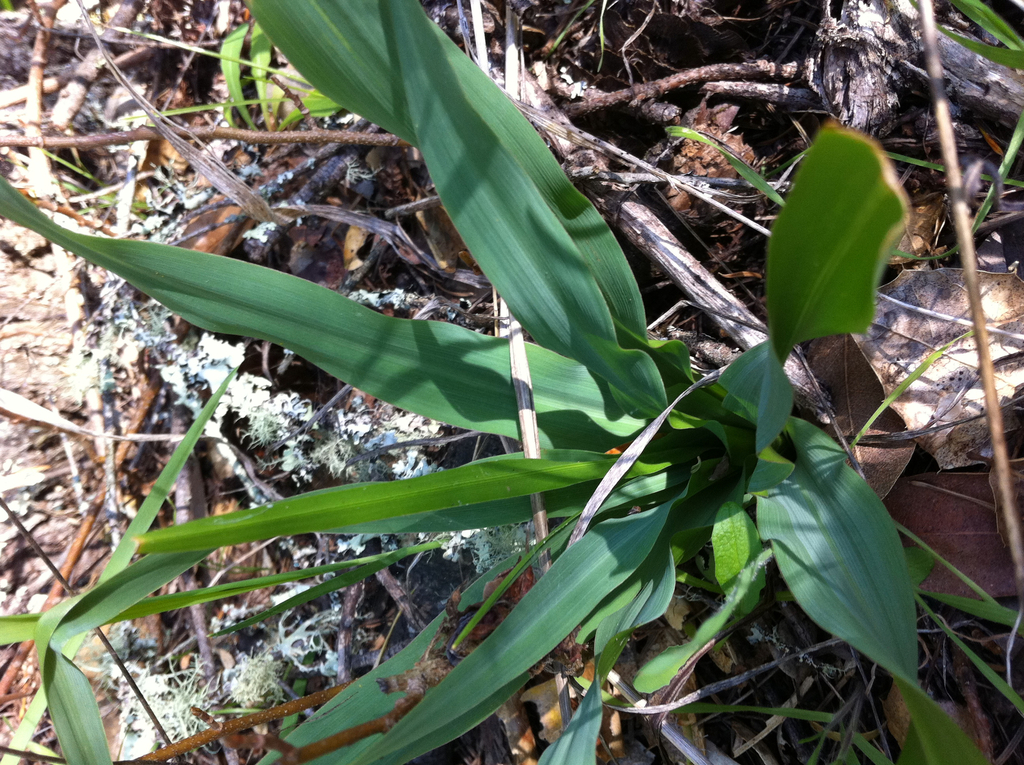 Wavy Leafed Soap Plant Wildflowers Of Bouverie Preserve Of Acr · Inaturalist