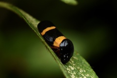 Cosmoscarta abdominalis