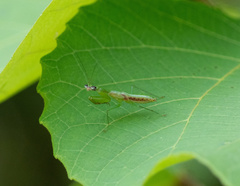 Odontomantis