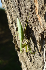 Hierodula transcaucasica