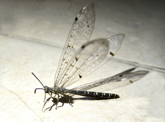 Distoleon tetragrammicus
