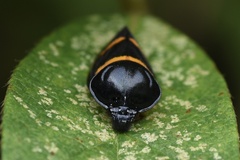 Cosmoscarta abdominalis