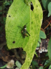 Xenocatantops humilis