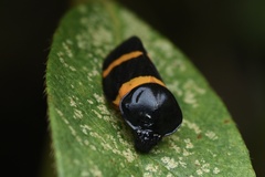 Cosmoscarta abdominalis