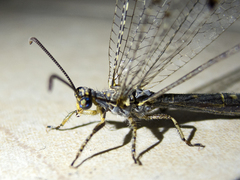 Distoleon tetragrammicus