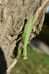 Hierodula transcaucasica