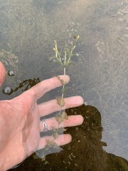 Potamogeton richardsonii