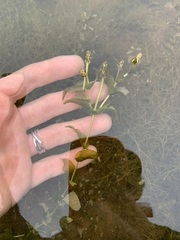 Potamogeton richardsonii