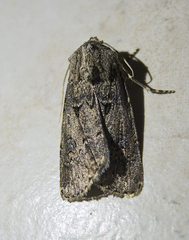 Agrotis bigramma